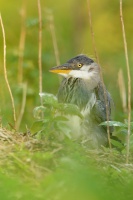 Volavka popelava - Ardea cinerea - Grey Heron 3296